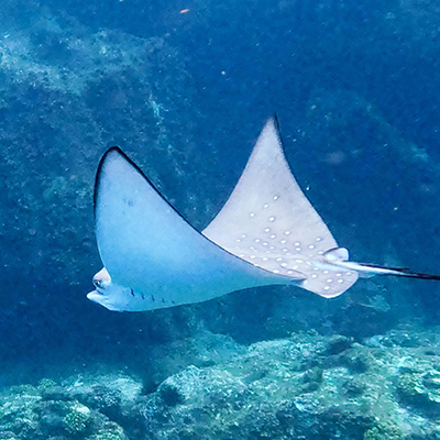 Crociere scuola vela