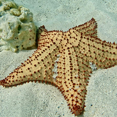 Crociere scuola vela