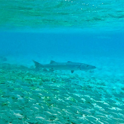 Crociere scuola vela