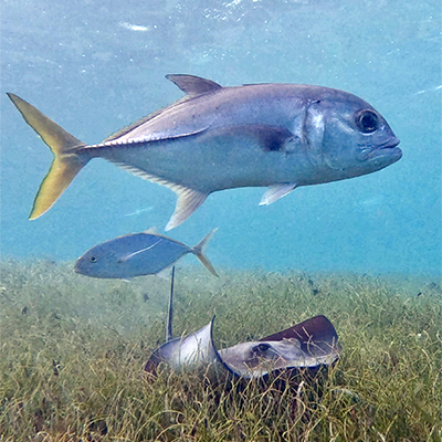 Crociere scuola vela