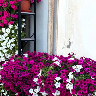 Crociere scuola vela