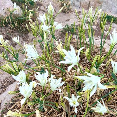 Crociere scuola vela