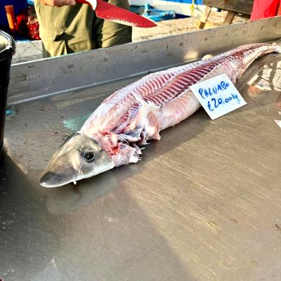 Crociere scuola vela